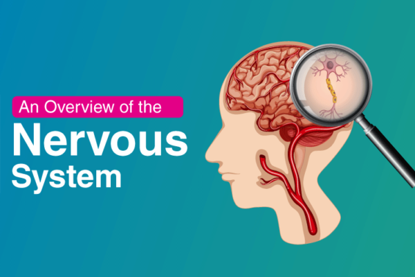 An Overview of the Nervous System