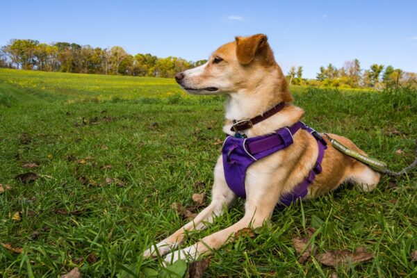 What are the Benefits of Using a Dog Harness?