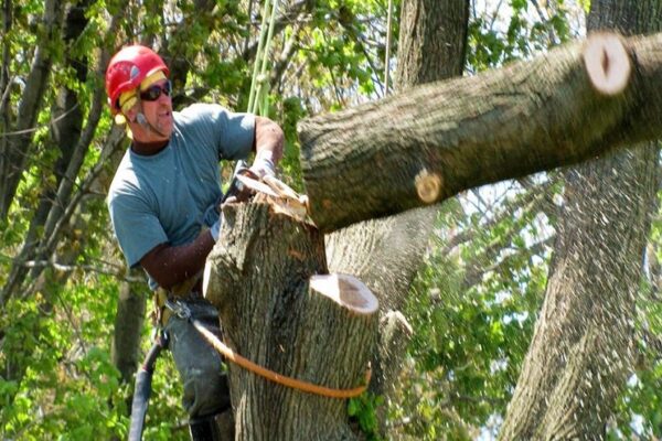 The Importance Of Tree Trimming In Large Cities Like Salt Lake City Utah!