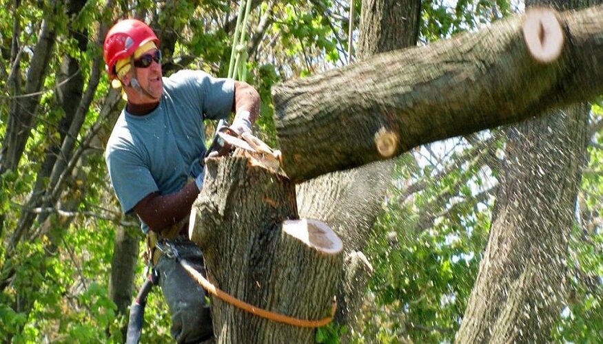 tree trimming salt lake city utah