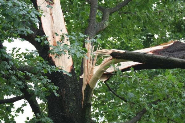 How Stump Grinding Supports Biodiversity in Urban Landscapes