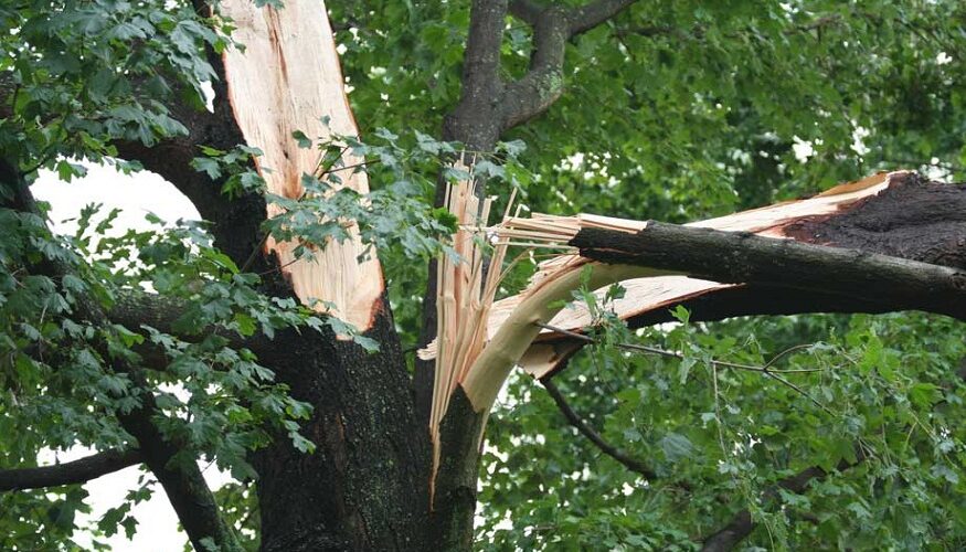 tree service Beverly MA